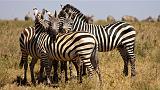 TANZANIA - Serengeti National Park - 051